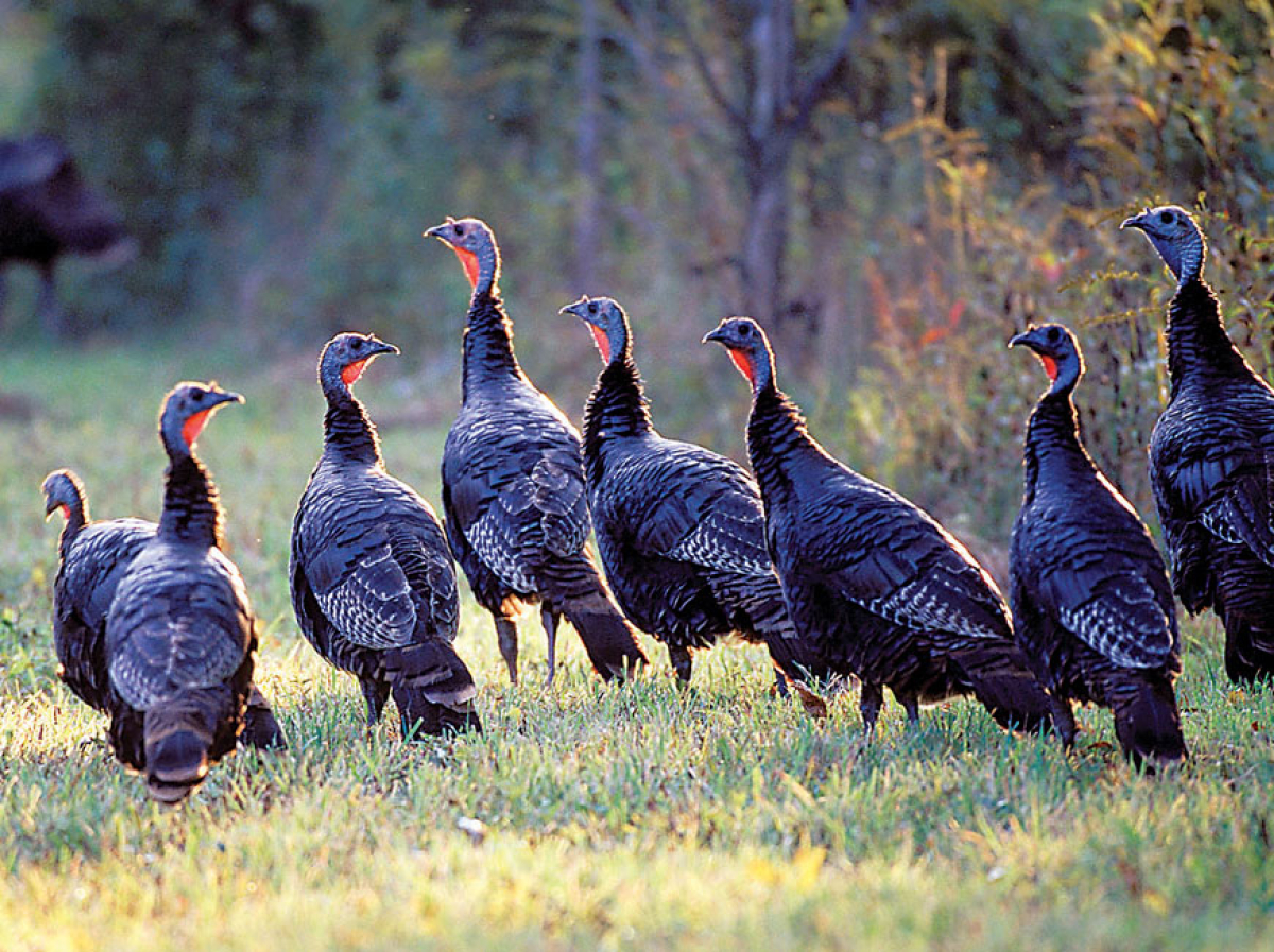 NC hunters harvest near-record number of turkeys