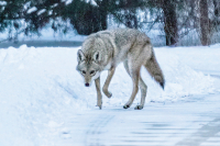 Up Moses Creek: Coyote Howl