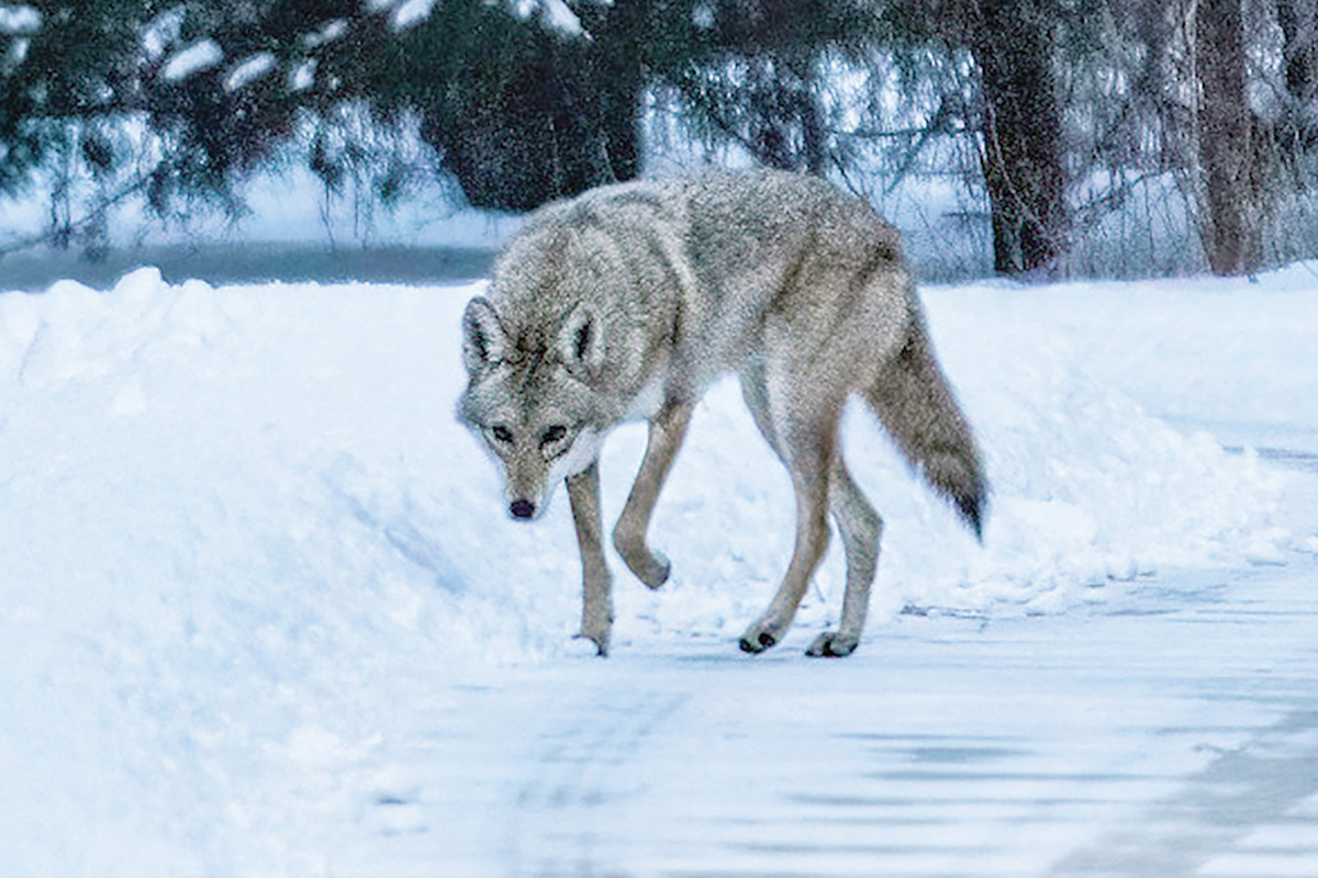 A coyote suddenly realizes he’s been spotted  by a human. Christian Alessandro Perez photo