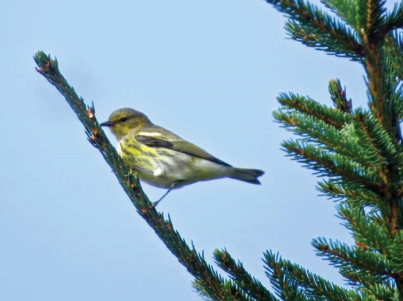 Cape May warbler in fall plumage - Ridge Junction September 2017. Don Hendershot photo