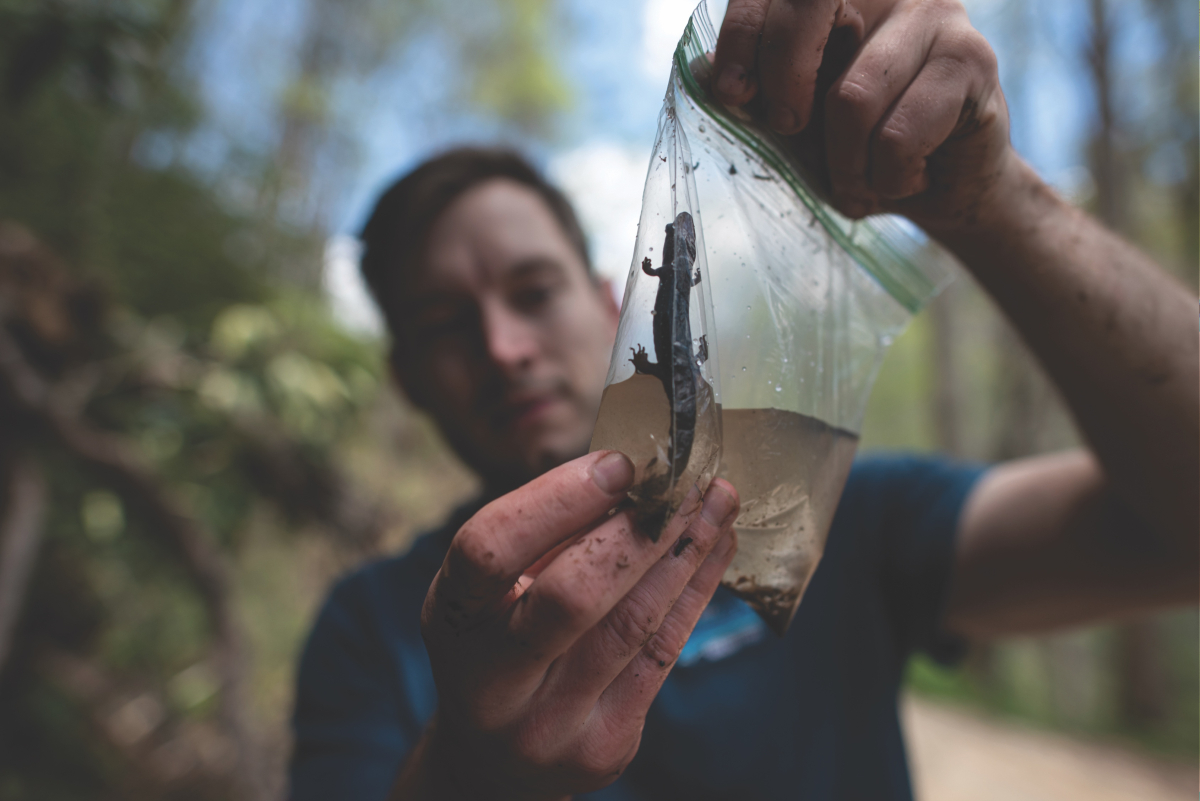 Alex Pyron gets a closer look at a blackbelly salamander through a plastic baggie, one way to observe the species up close for study. 