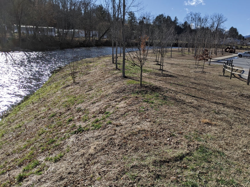 The rivercane will help stabilize the soil at Rivers Edge Park, where flooding is frequent. Donated photo