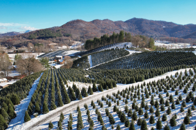 Tis' the season: Boyd Mountain Christmas Tree Farm