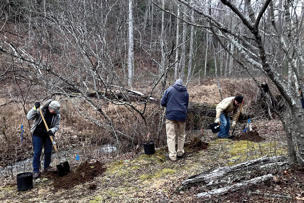 Plant trees at Tessentee