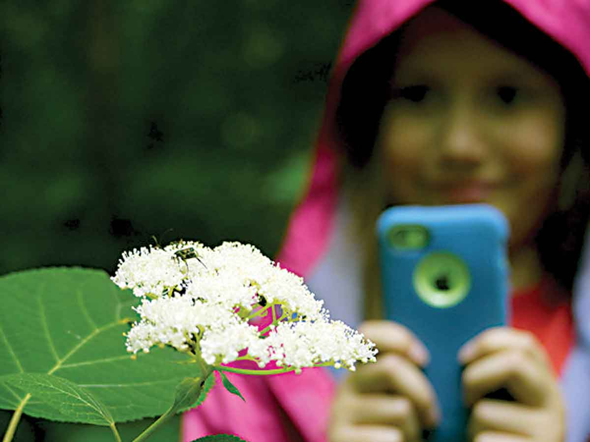 A young citizen scientist snaps an observation. Valerie Polk photo