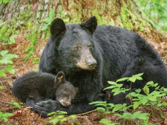 Bear activity reported in Joyce Kilmer-Slickrock