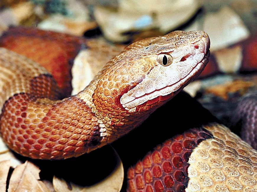 Snake, don't step on the critter's back