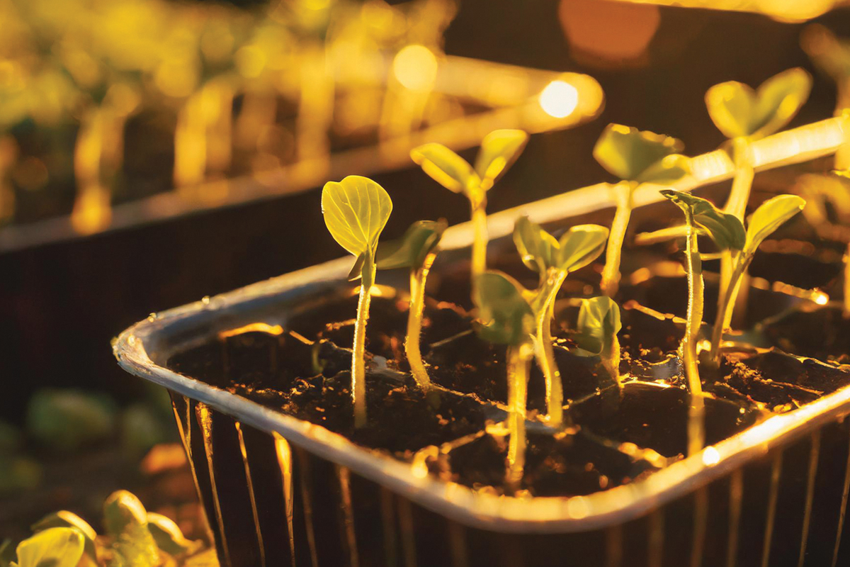 Greenhouse space available at Old Armory