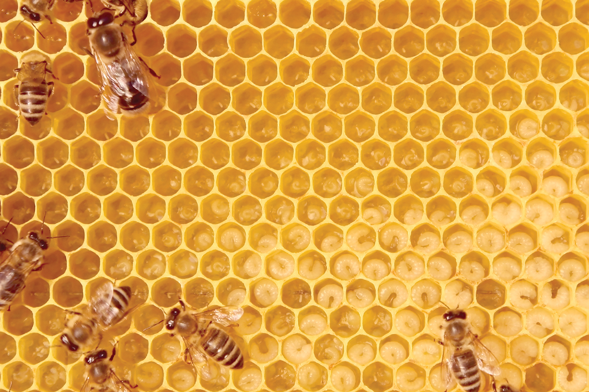 Smoky Mountain Beekeepers hosting intro to beekeeping class