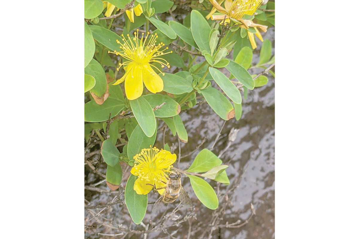There are numerous species of St. John’s wort, all with different sizes and growth habits but with similarities in identification and medicinal use. Adam Bigelow photo