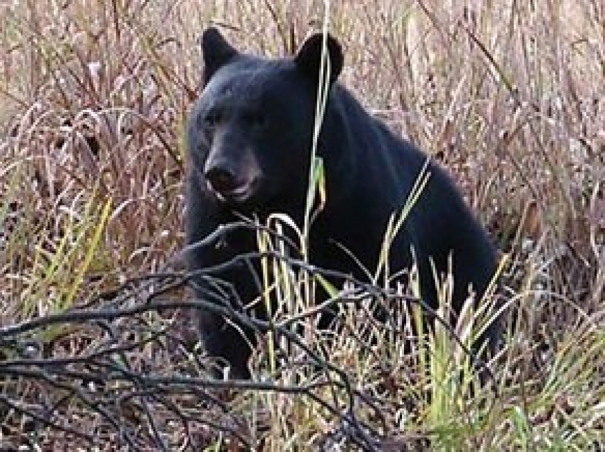 Smokies bear euthanized after scavenging human remains