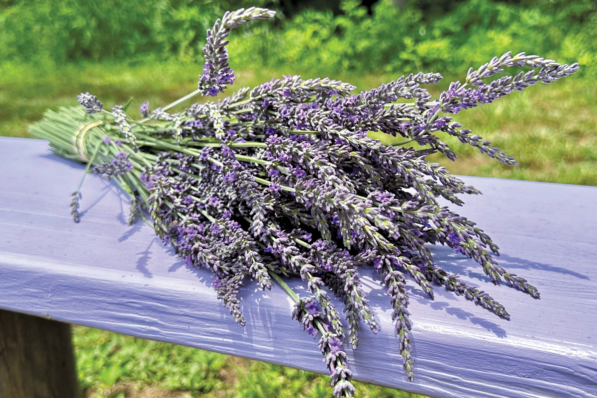 Marie’s Lavender Farm is part of the Drive-About tour. File photo