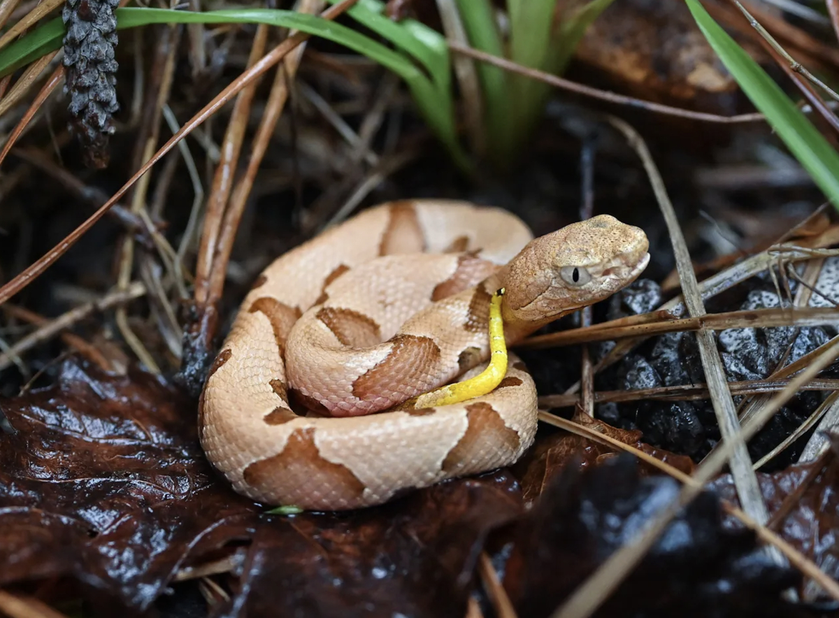 Copperheads can sometimes be seen around the historical grist mill near Cades Cove Visitor Center in Great Smoky Mountains National Park. Most bites occur either because people unknowingly place their hands or feet too close, especially around buildings, rocks and logs, or they handle or provoke the snake. Juveniles like this one have bright yellow tails.