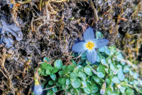 The Joyful Botanist: Almost time for bluets