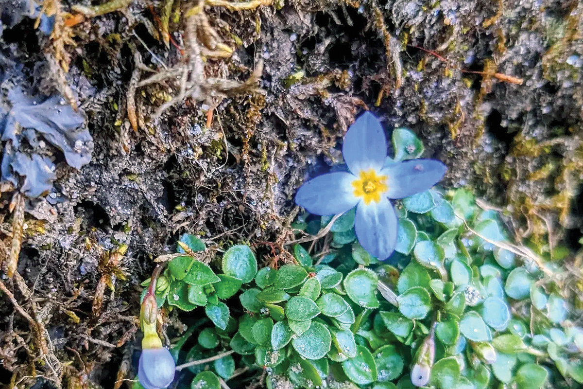 Houstonias have many different and interesting common names, like bluets, innocence, quaker ladies, and Venus’ pride. 