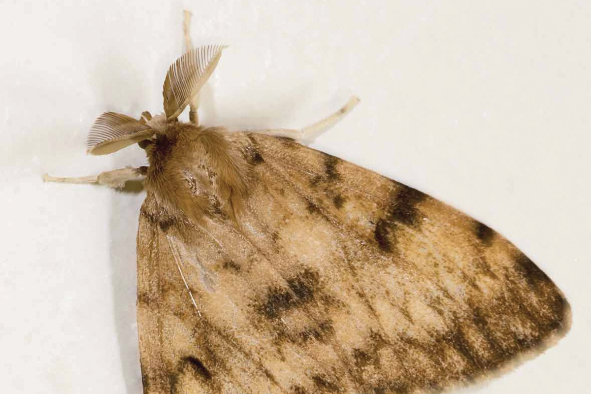When areas become infested with spongy moths, trees may be completely stripped of foliage. File photo