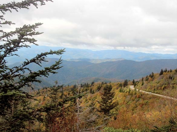 Elk habitat projects underway on Silver Game Lands