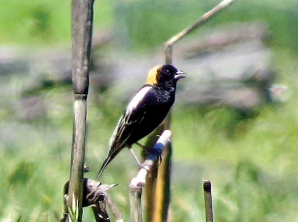 Hope is the thing with feathers - (Brasil, 2019) - Emily