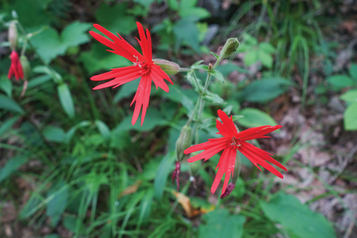 Fire pink (pictured), blue phlox, purple wakerobin and yellow trillium are among the many colorful flowers in bloom throughout Great Smoky Mountains National Park in mid-to-late April. Eco-Adventurers can expect to see these and many more wildflowers along the trail on the April 21-23 excursions. Emma Oxford photo