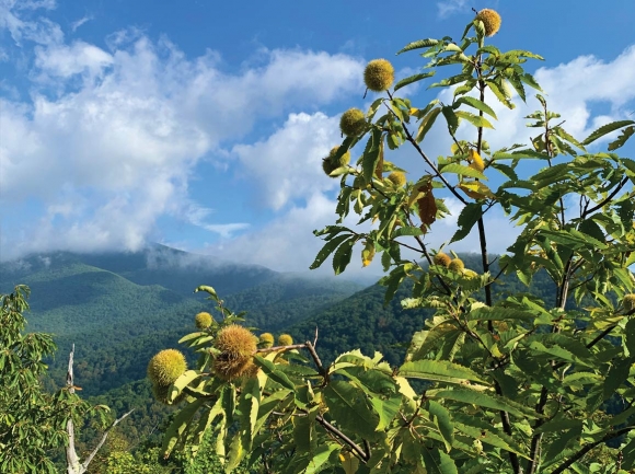 This still-healthy American chestnut tree growing wild in Western North Carolina bursts with nut-filled burs. TACF photo