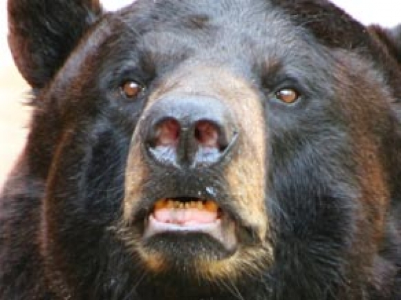 Woman injured in bear encounter