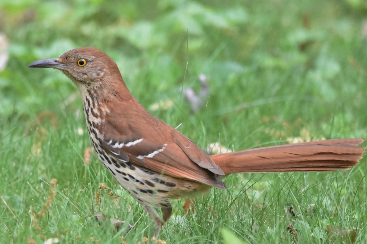 Like the mockingbird, the brown thrasher, seen here, mimics the songs of other birds. Tim Carstens photo