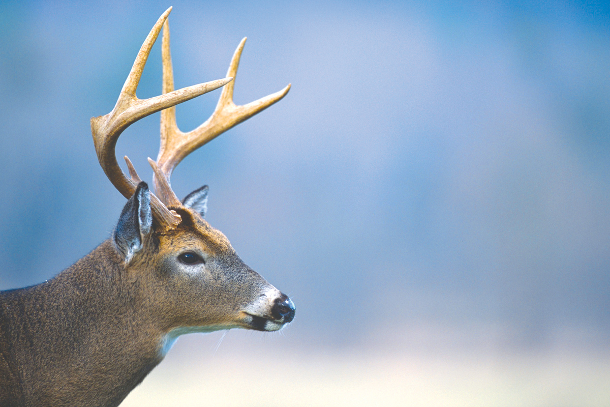 Chronic Wasting Disease suspected in eastern NC