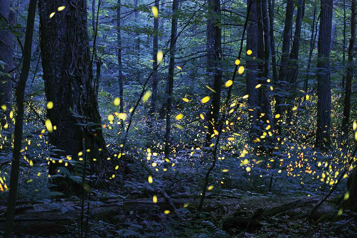 Tickets on sale for Blue Ghost Firefly tour