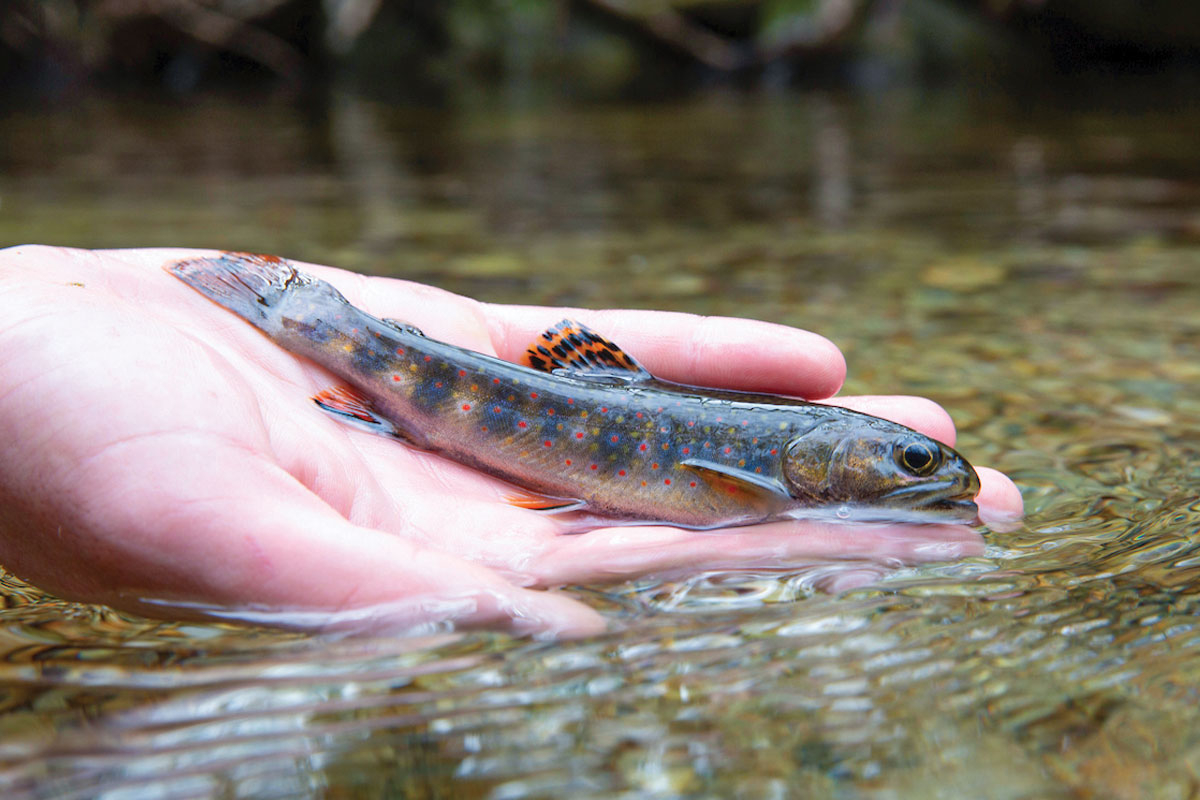 Moving aquatic species to other water bodies can lead to issues with introducing invasive species.