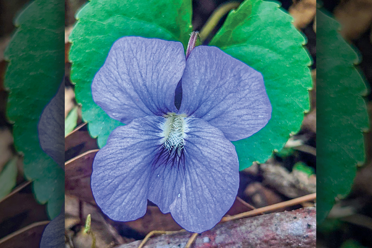 People will see violets in our woods soon as they are some of the first flowers to bloom in spring. Adam Bigelow photo