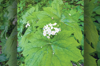 The Joyful Botanist: Let this umbrella make you smile