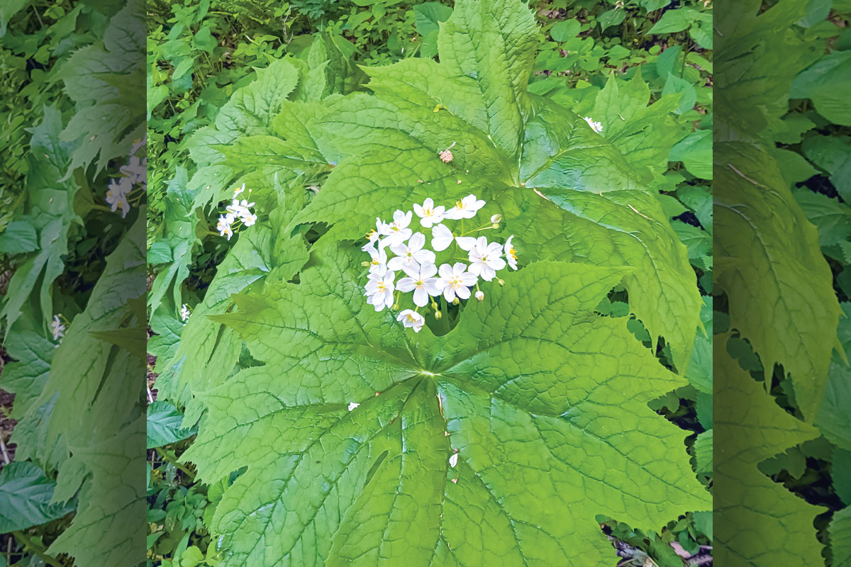 Among the largest simple leaves found in the Southern Appalachian woods is on the umbrella leaf plant. Adam Bigelow photo