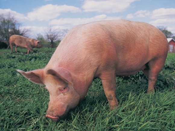 Sponsored: Is the pork at Ingles pasture-raised?