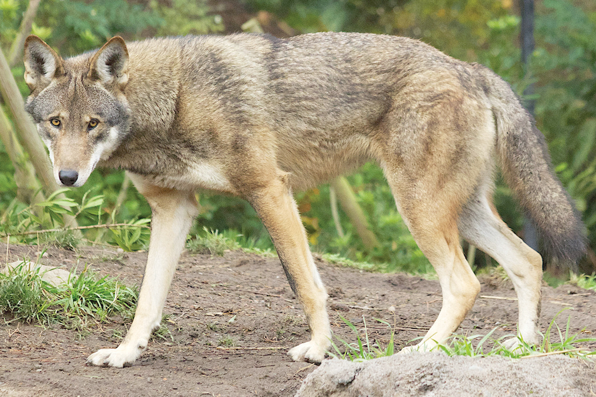 Red wolves have been listed as endangered since 1973. USFWS photo