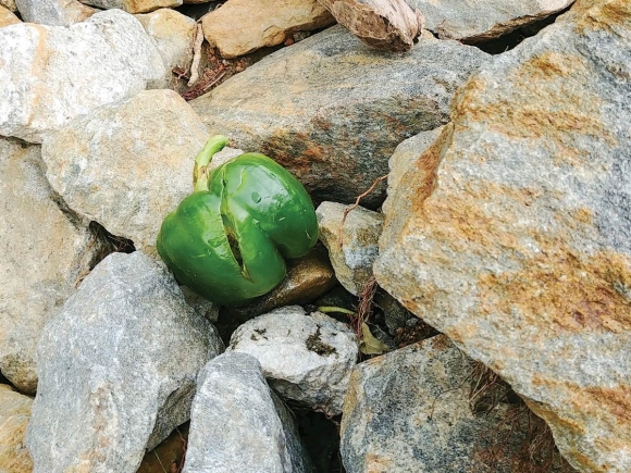A green pepper along the Pigeon River in Bethel. (photo: Garret K. Woodward)