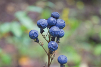 The fruits of summer’s labor