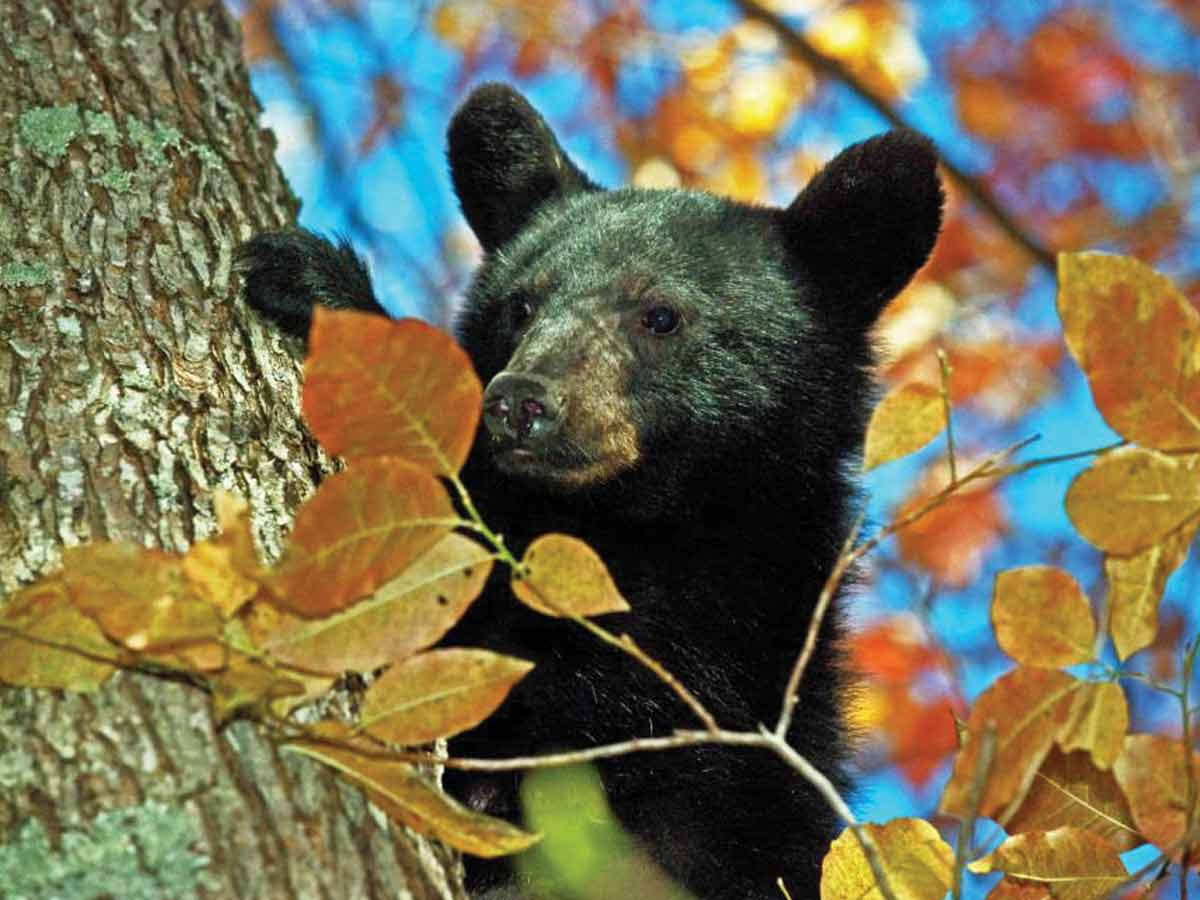 The Great Smoky Mountains National Park is home to an estimated 2,000 black bears. Donated photo 
