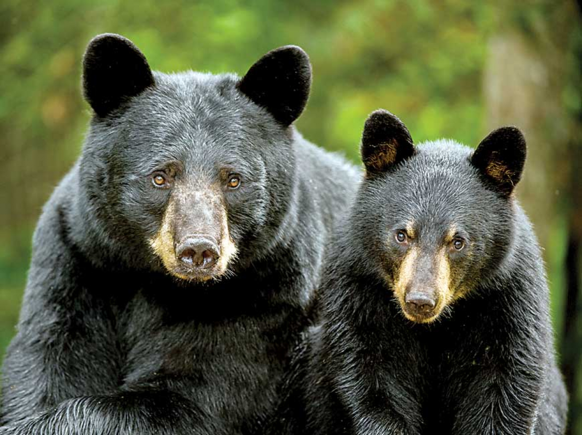 Bear sanctuary hunting rule now up to legislators