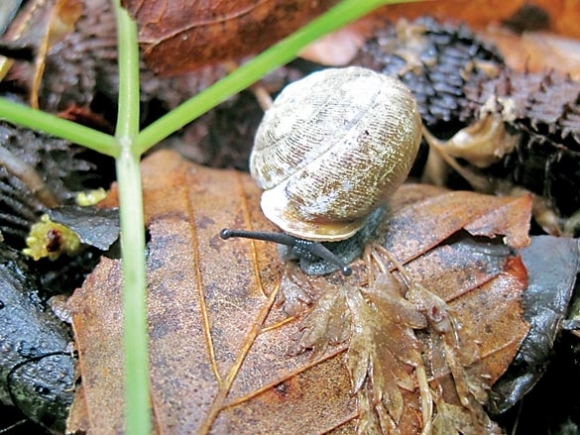 Endangered snail thrives after wildfire