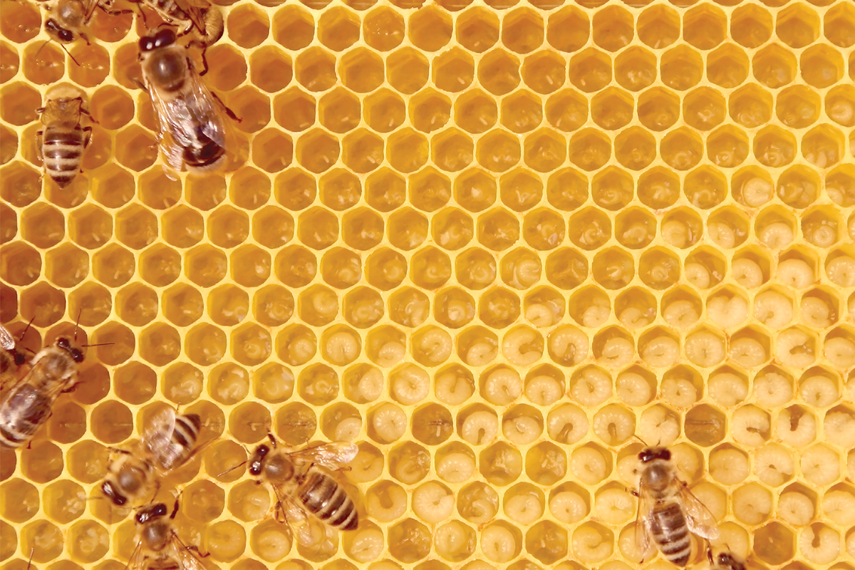 Beekeeper group to host Varroa testing demo