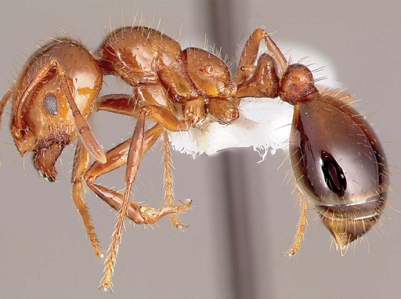 The fire ant, S. invictus, arrived in Mobile, Alabama, in the early 1930s after it was accidentally introduced from South America. April Nobile photo