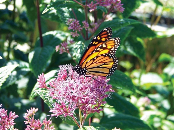 The Naturalist&#039;s Corner: A tale of two monarchs