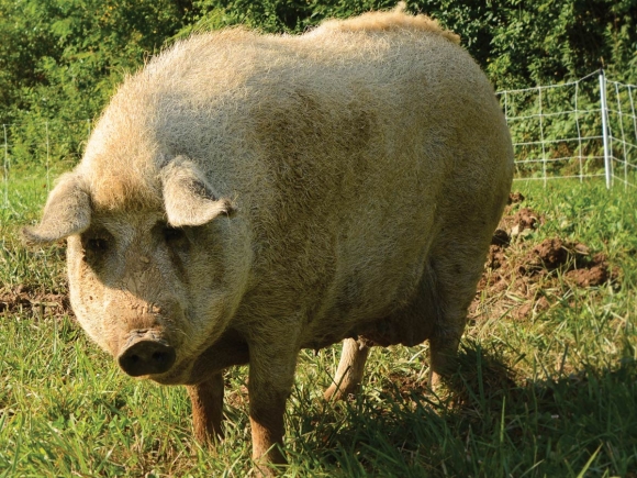 A sow pig basks in the morning light at Smoky Mountain Mangalitsa Farm in Haywood County. Holly Kays photos