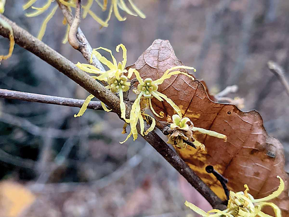 Witch-hazel flowers are most visible in the late fall and early winter, when the rest of the plant world is done for the season. Adam Bigelow photo