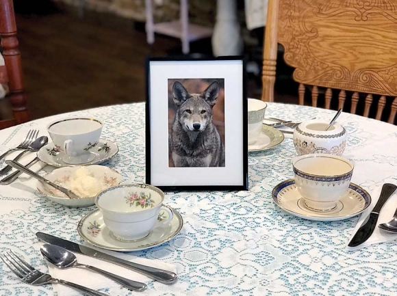 Red wolves were the centerpiece of recent tea in Waynesville. Donated photo