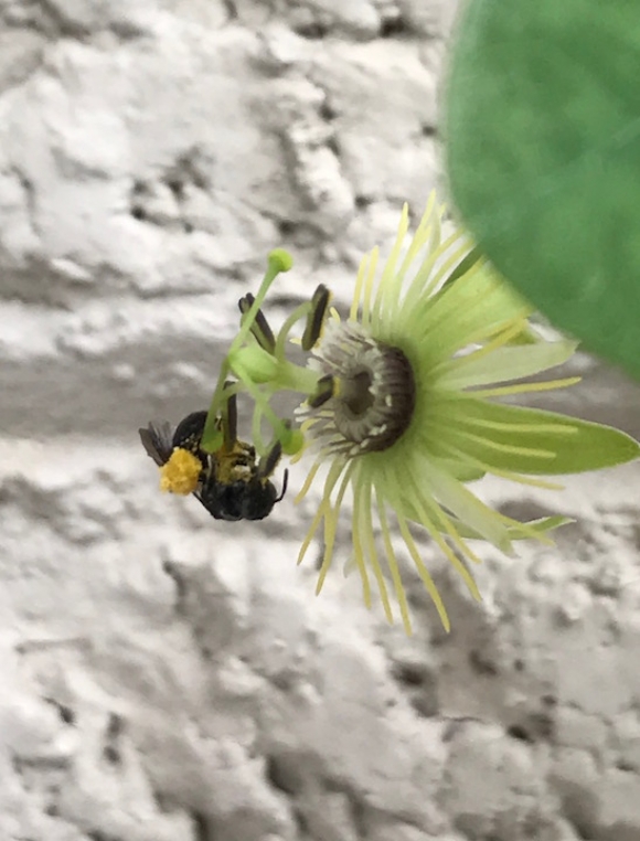 A bee lands on a yellow passion flower. Katherine Parys photo