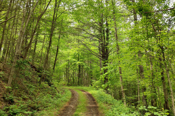 The backroads outside of Hot Springs. Garret K. Woodward photo