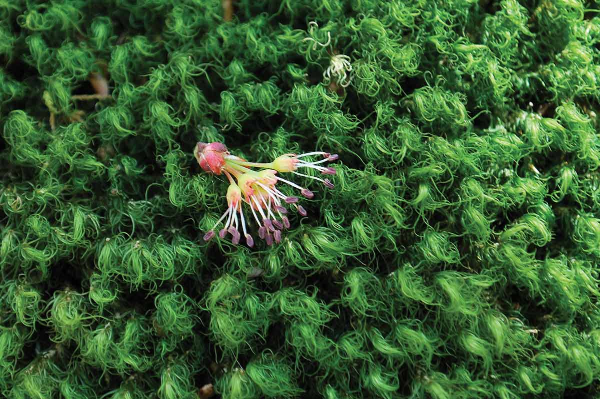 A red maple flower sits on a bed of moss. Adam Bigelow photo