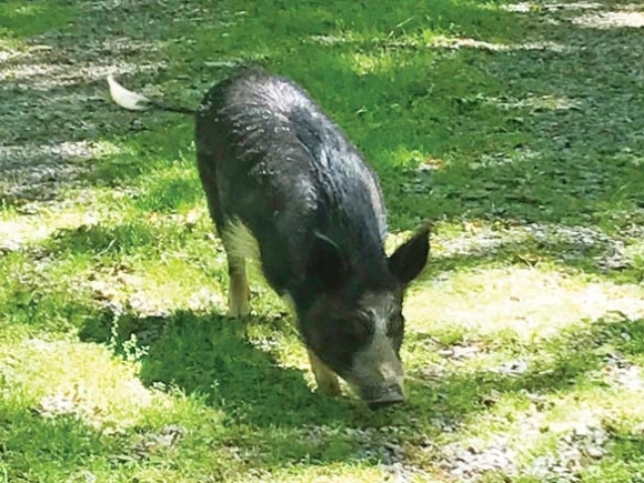 Pigs as pets in Canton?
