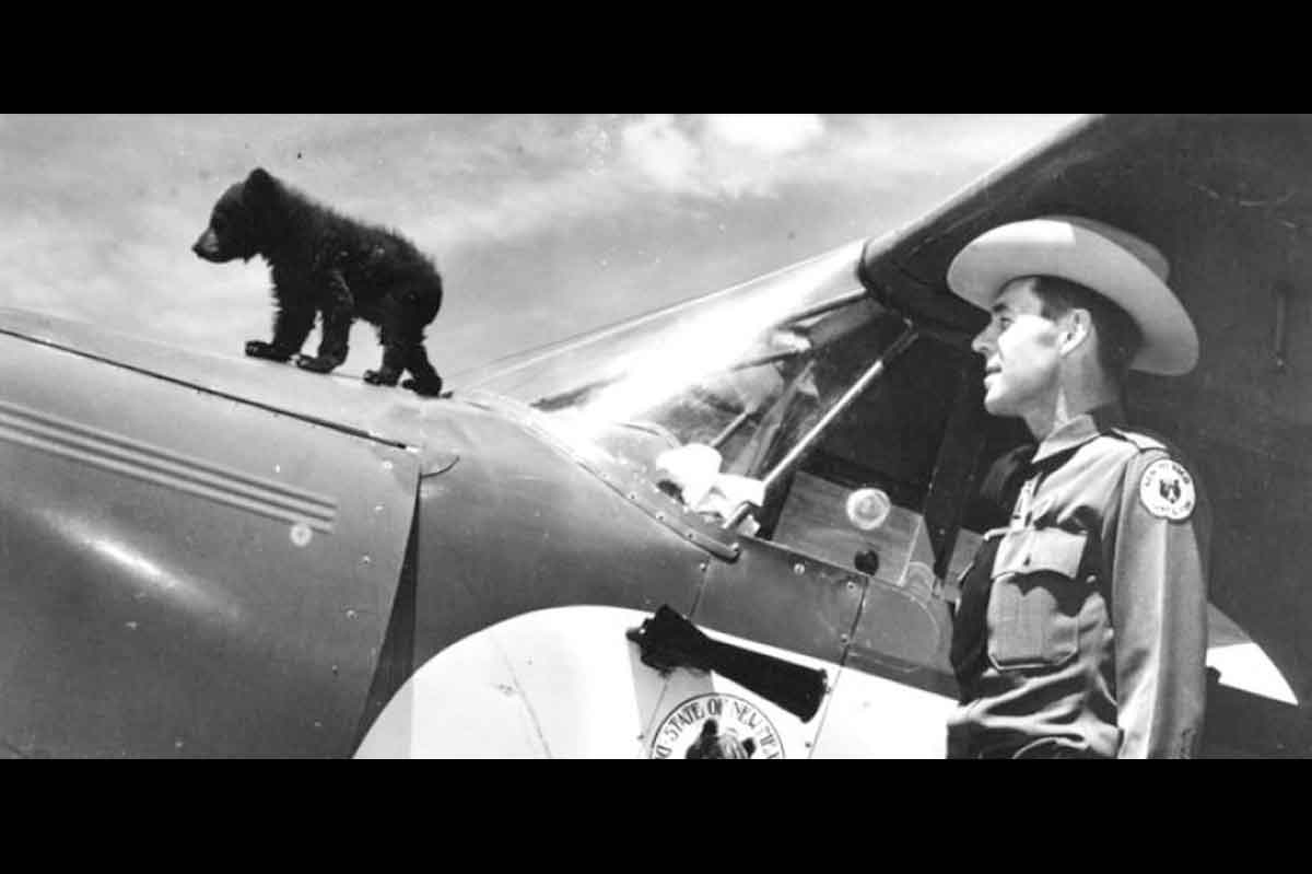 After recovering from his burns in Santa Fe, Smokey Bear was flown in a Piper PA-12 Super Cruiser airplane to the National Zoo in Washington, D.C., where he lived for 26 years. Smokey received so many letters the U.S. Postal Service granted him his own postal code. Public domain photo 